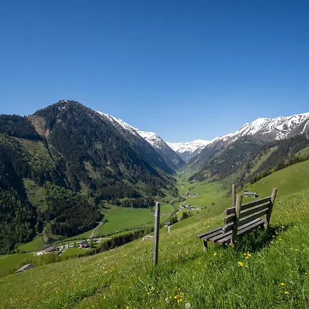 Hochalmbahnen 1-04, Alpenkrokus, Nahe Gondel, Hunde Willkommen Rauris